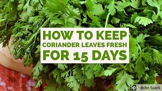 How To Keep Coriander&mint Fresh For Long|uma reddy's vlog|కొత్తిమీర ఎక్కువ రోజులు తాజాగా ఉంచడం ఎలా?