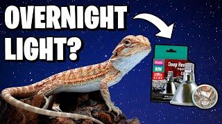 Do Bearded Dragons Need Lights at Night?