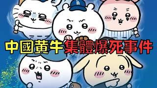 中國黃牛炒賣吉伊卡哇，官方出手制裁直接爆死！網友：「太爽了！」｜叉雞