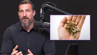 Andrew Huberman on How To Microdose Mushrooms