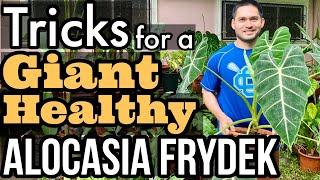 HOW TO CARE FOR ALOCASIA GREEN VELVET | MICHOLITZIANA | FRYDEK CARE TIPS