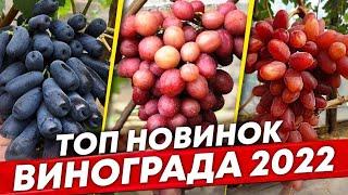 Лучшие новинки винограда 2022г. ТОП столовых сортов виноградник С. Мансурова. Шпалера для винограда