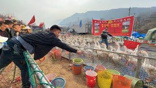 China Xi’an Temple Fair: Crazy Goose Ring Toss, Mega Beef Pancake & Fortune Birds & Local Delights!