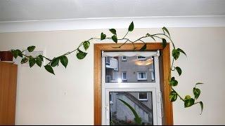 Training My Pothos Vine