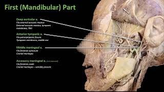 7 Maxillary Artery