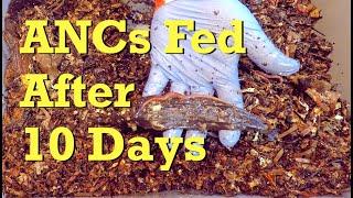 ANCs & their cocoon nursery - worm farm vermicompost