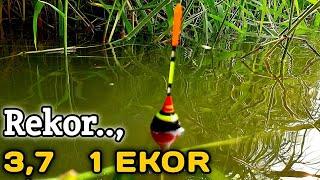 Rekor Mancing Nila Babon Monster Terbesar Sampe Patah Kail Saking Besarnya #HP_117