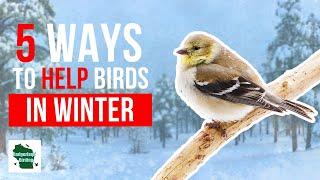 5 Ways to Help Your Backyard Birds in Winter