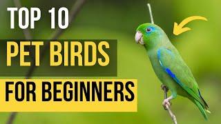 Top 10 Pets Birds For Beginners | Top 10 Best Pets for a Beginner Bird Owner | Makoree Pedia