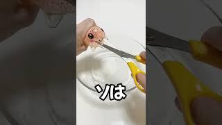 スクイーズ切ってみたでドレミの歌やってみた#shorts