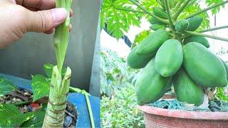 How To Graft Papaya Tree | Papaya Grafting Technique