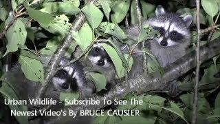 Urban Wildlife By Bruce Causier