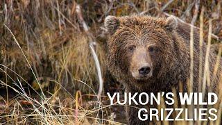 Yukon's Wild Grizzlies | Knowledge Network