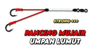 Rangkaian pancing Mujair Nila | Umpan Lumut