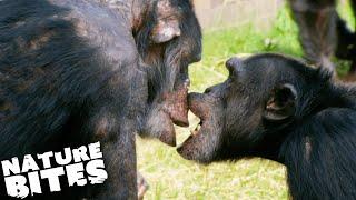 Meet the Chimpanzee Raised by Humans | The Secret Life of the Zoo | Nature Bites