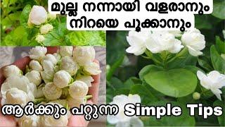 ഇങ്ങിനെ ഒന്നു ചെയ്തു നോക്കു മുല്ല നിറയെ പൂക്കും | Mulla chedi | jasmine plant care