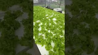 Hydroponic Lettuce ready to harvest