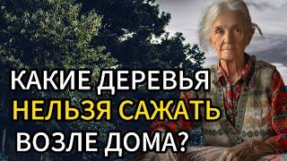 Никогда не сажайте эти деревья рядом со своим домом, если не хотите навлечь на себя неприятности.