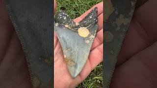 10 million Year Old Shark Tooth 