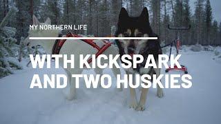 Kickspark Max and Two Siberian Huskies