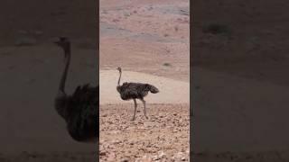 The Incredible Secrets of Ostrich Eyes