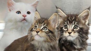 Adorable Maine Coon Kittens