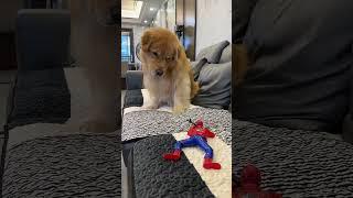 Don't come over here. Cute pet debut plan. Cute pet daily record. Golden Retriever