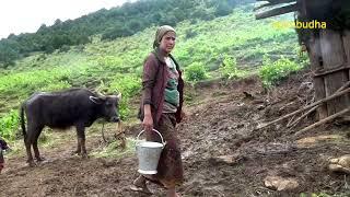 the pastoral life || chapter-30 || Nepal|| lajimbudha ||