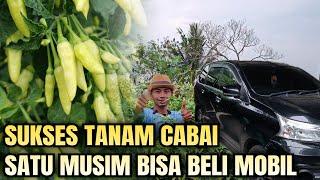 TANAM CABAI SATU MUSIM BISA BELI MOBIL!!simak tips agar sukses tanam cabai