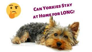 Can Yorkshire Terriers stay Home Alone? Can you Leave your Yorkies Alone at home? | Yorkies 101|