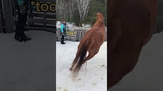 Horse FARTS on a Karen!