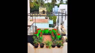 RENEWED TERRACE GARDEN |புதுப்பிக்கப்பட்ட மாடி தோட்டம்.#happygardening #maadithottam #terracegarden