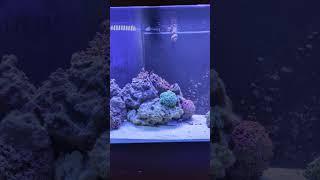 Tank Switching to Dusk #reeftank #aquarium