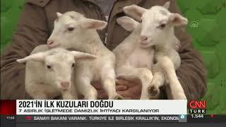 TİGEM - Karacabey Tarım İşletmesi kuzu doğumu - CNN Türk