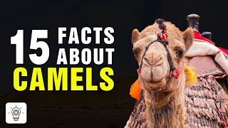 Top 15 Amazing Facts About Camels - Interesting Facts About Camels