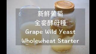 新鮮葡萄全麥酵母 #青提酵母 酵液+酵種超完整介紹  Grape Wild Yeast liquid/starter 生ぶどう酵母と元種の起こし方 HD觀賞