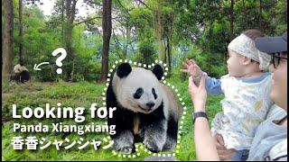 looking for giant panda Xiang Xiang 香香シャンシャン (Baby's first time seeing pandas)