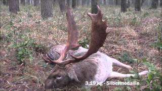 Damwildbrunft in Polen - starker Medallien - Schaufler wird erlegt!