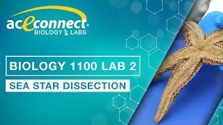 Biology Lab || Sea Star Dissection