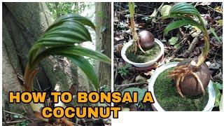 MAKING A COCONUT BONSAI (TUTORIAL) #23