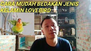 CARA MEMBEDAKAN JENIS KELAMIN BURUNG LOVEBIRD JANTAN DAN BETINA SECARA AKURAT