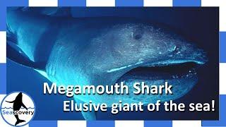 An elusive giant of the sea, the Megamouth shark! (Megachasma peglagios)