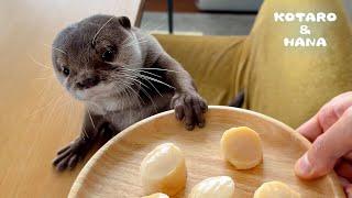 Otters Lose Their Minds Begging for Scallops