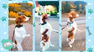 Dog Walks ON TWO LEGS. People Are Shocked | Cuddle Dogs