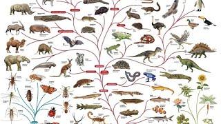 ايووليوشن ٿيوري يا ارتقائي ٿيوري ڇا آهي.              What is Evolution through Natural Selection