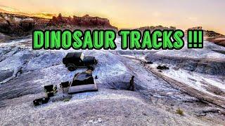 We Found Dinosaur Tracks in Wyoming!