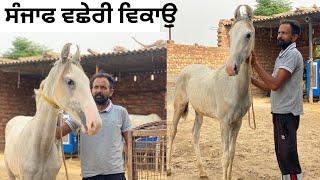 ਸੰਜਾਫ ਵਛੇਰੀ ਵਿਕਾਉ ।ਵਛੇਰੀ ਸੋਹਣੀ ਆ /horse for sale/filly for sale #horse #shonkibande1110