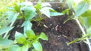 Gardening Vegetable's Simcoe County Ontario Canada Organic Gardening