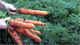 Важный этап: Две обязательные подкормки моркови в июле для крупных, сладких и сочных корнеплодов