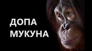 Допа Мукуна , курс на протяжении 30 дней